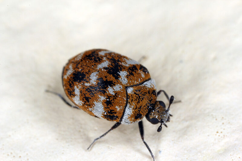 What Causes Carpet Beetles in Your Home?