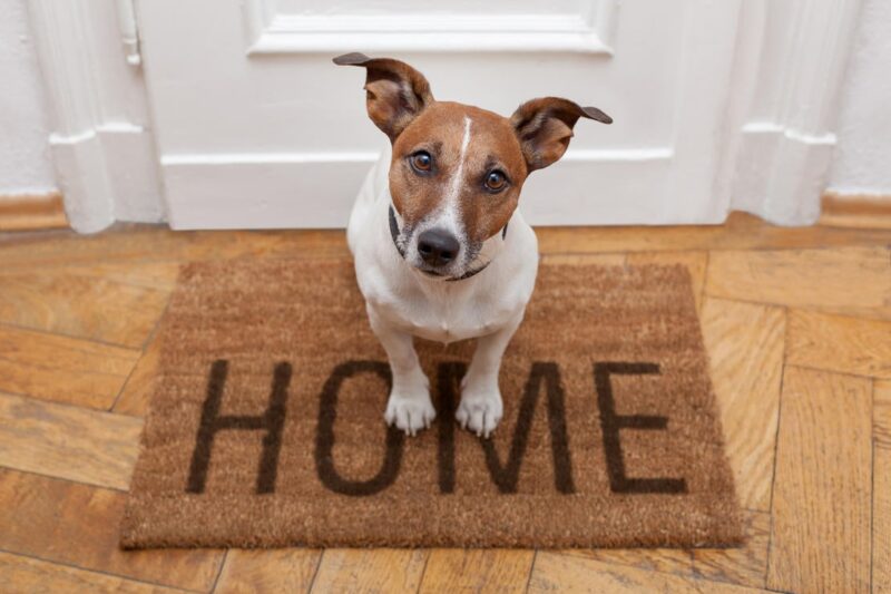 Preparing Your Home for a New Dog: What You Need to Know – 2023 Guide