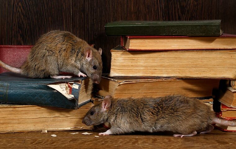 8 Rat Entry Points to Cover and Prevent Infestations